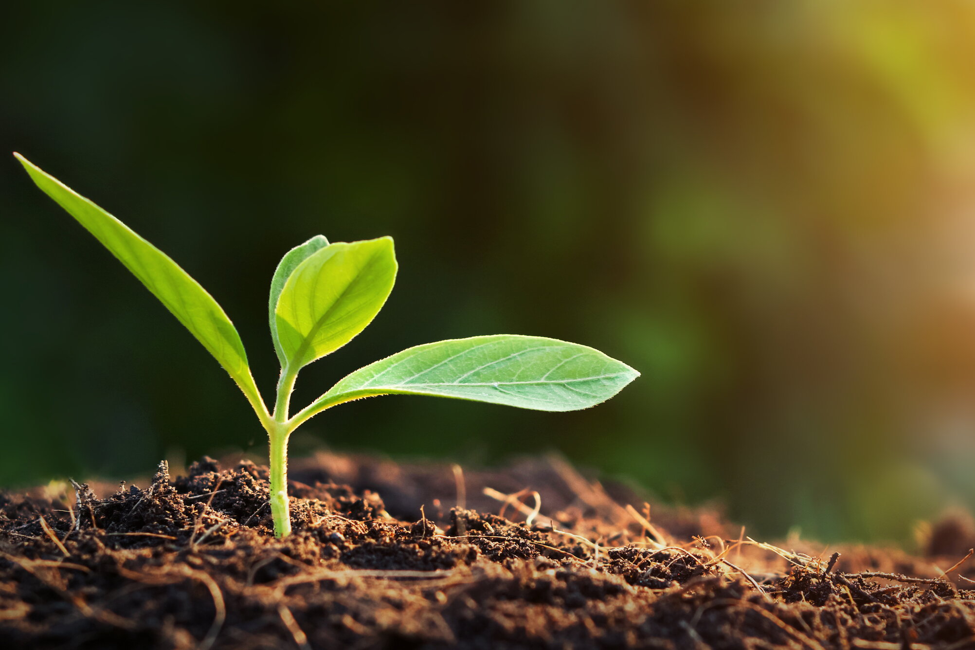 A plant sprouting through dirt.