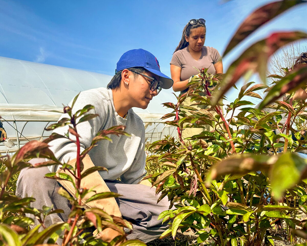 Students working in a flower field.