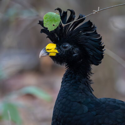 A black bird with feathers sticking up on the top of its head and bright colored beak.